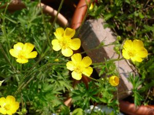 Garden Buttercups