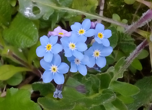 Garden Forgetmenot