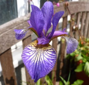 Garden Iris 1