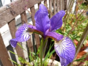 Garden Iris 2