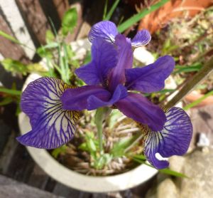 Garden Iris 3