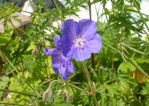 Garden Orion Geranium