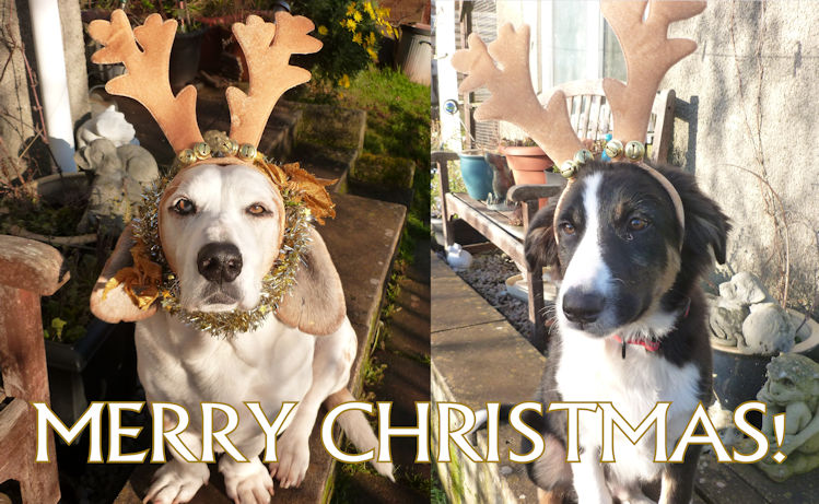 Xmas Puppies Blog.jpg