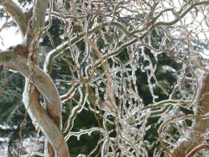 Ice Tree 2