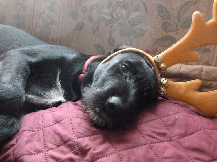 Xmas Rowan Reindeer 2